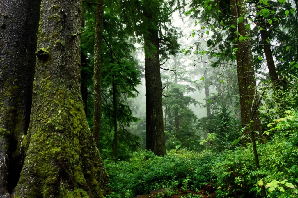  About 25% of all the remaining old-growth trees across all national forests and grasslands in the lower 48 states are in national forests in the Northwest that are managed by federal agencies. (Photo courtesy of U.S. Fish and Wildlife Service)