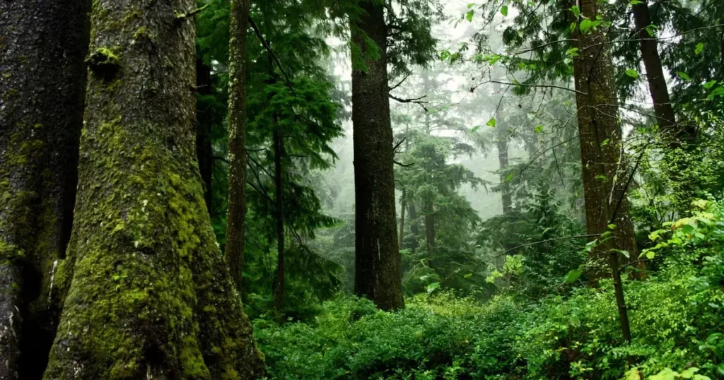 About 25% of all the remaining old-growth trees across all national forests and grasslands in the lower 48 states are in national forests in the Northwest that are managed by federal agencies. (Photo courtesy of U.S. Fish and Wildlife Service)